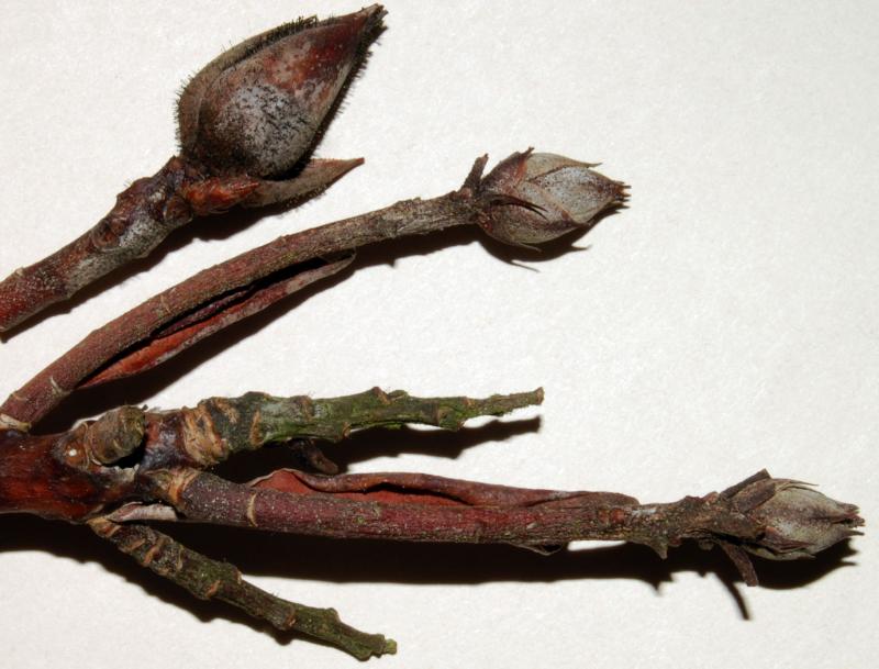 macrostoma