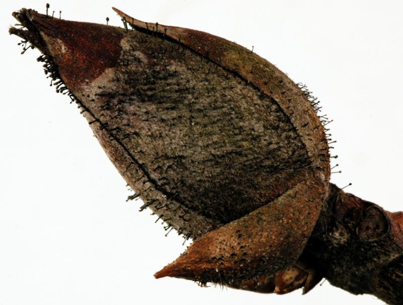 macrostoma