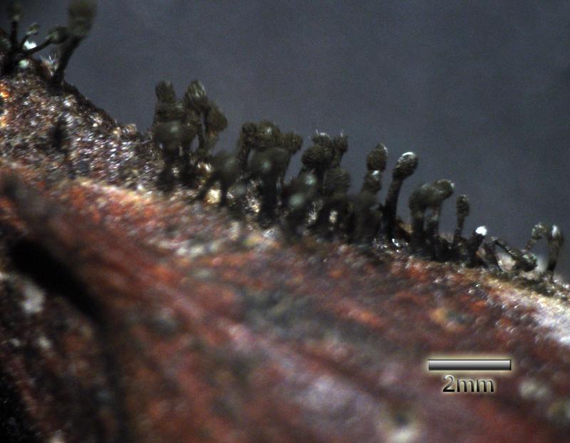 macrostoma