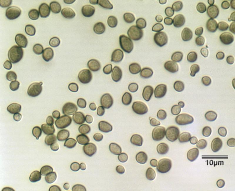 macrostoma