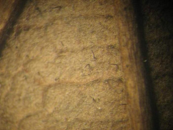 macrostoma