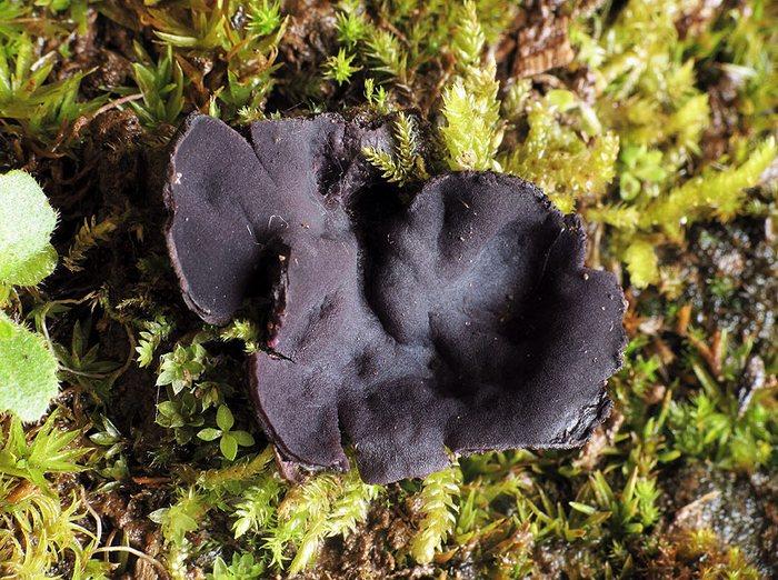 macrostoma