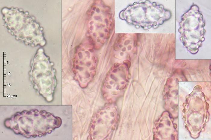 macrostoma