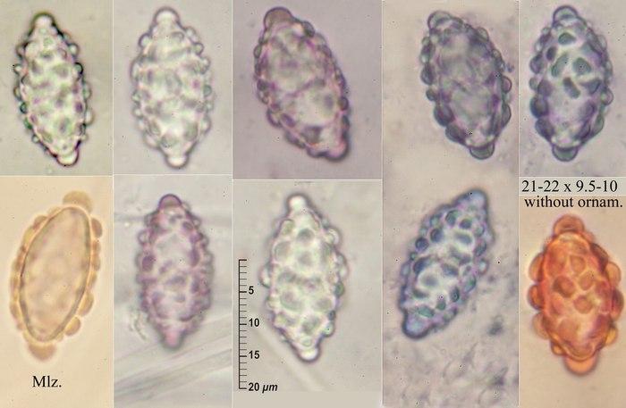 macrostoma