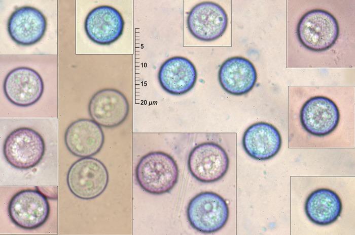 macrostoma