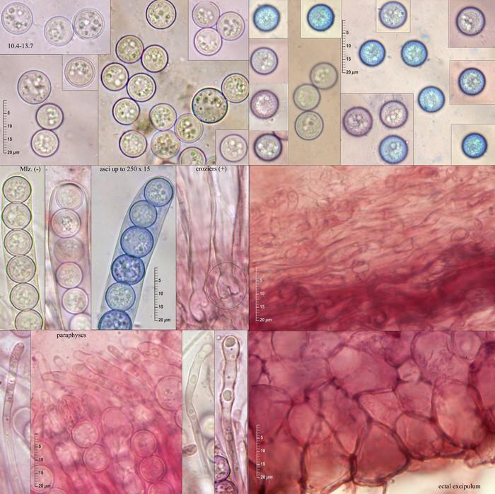 macrostoma
