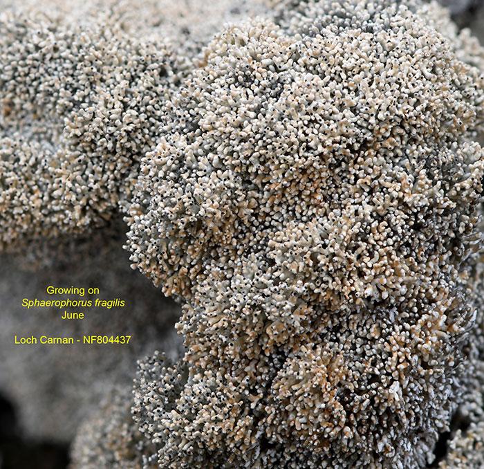 macrostoma