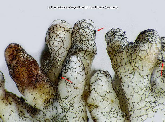 macrostoma