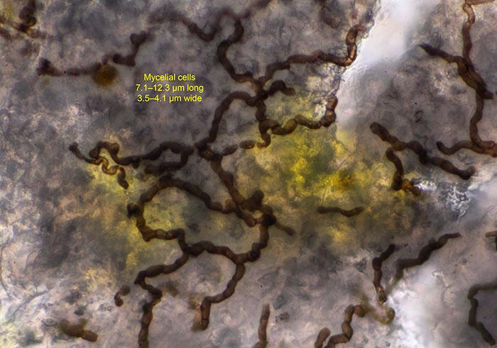 macrostoma