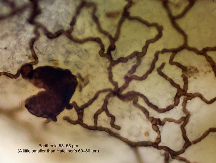 macrostoma