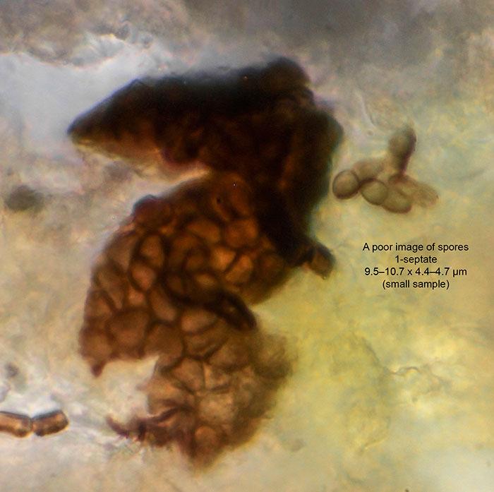 macrostoma