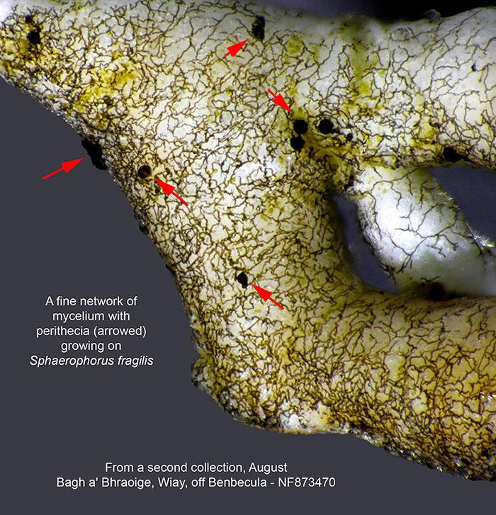 macrostoma