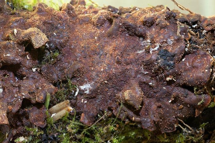 macrostoma