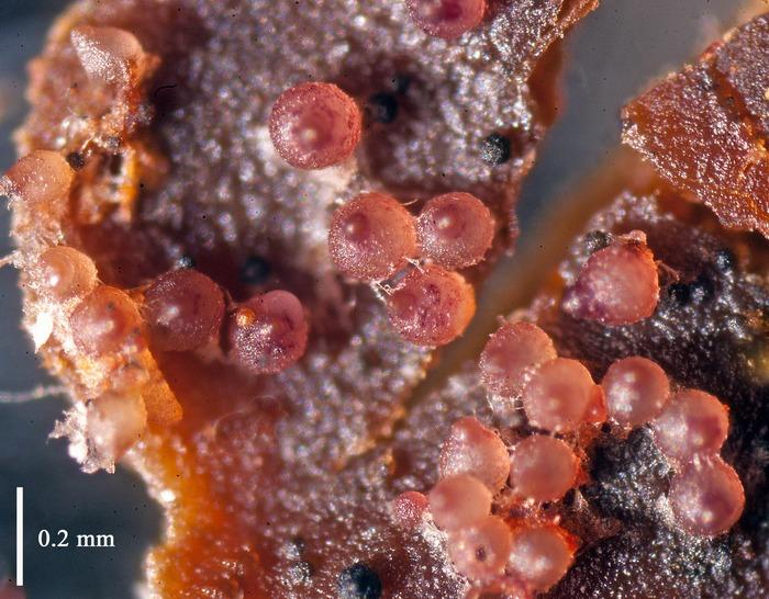 macrostoma