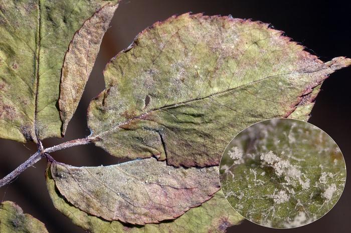 macrostoma