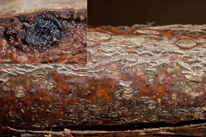macrostoma