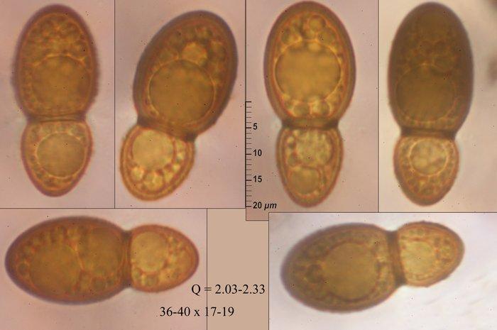 macrostoma