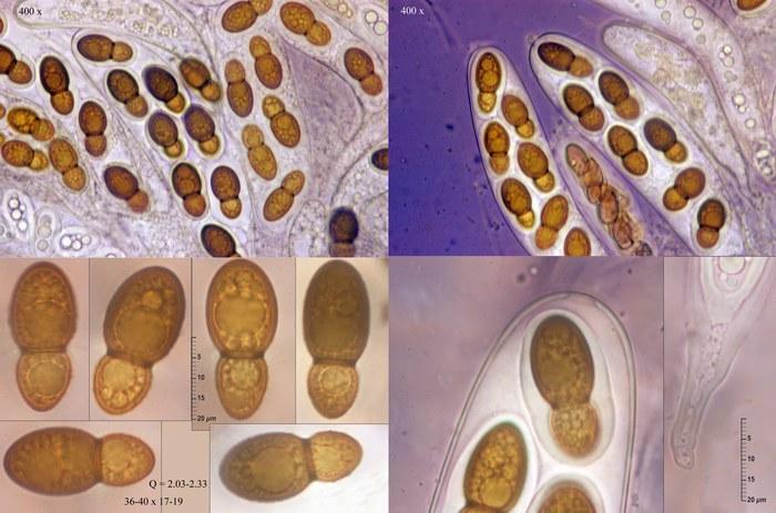 macrostoma