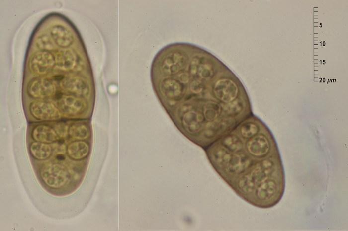 macrostoma