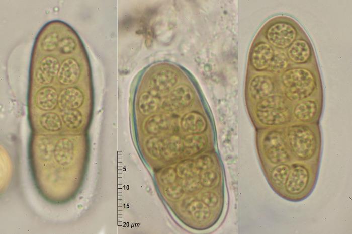 macrostoma