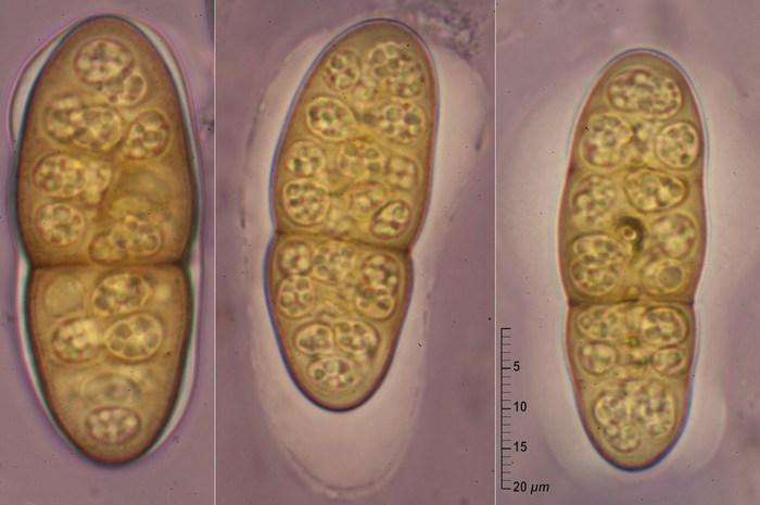 macrostoma
