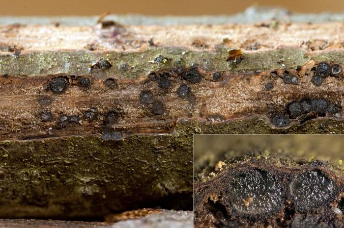 macrostoma