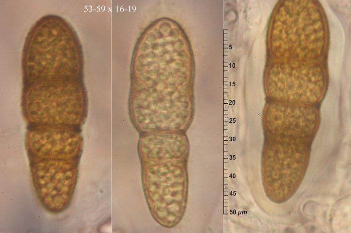 macrostoma