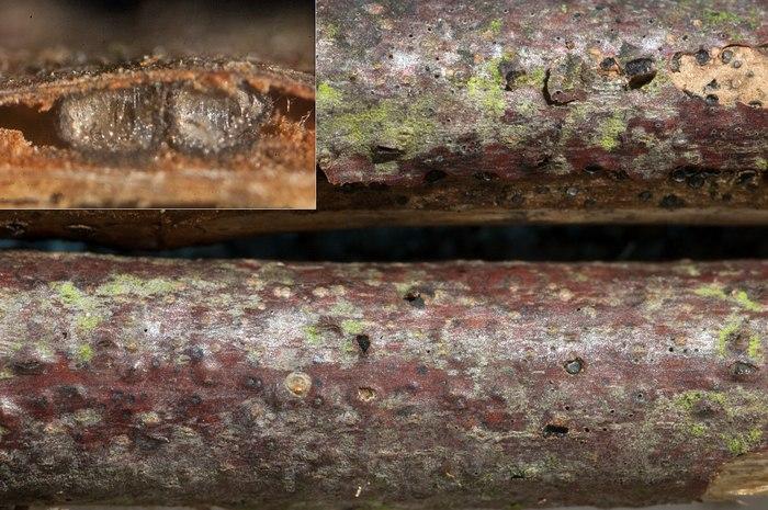 macrostoma