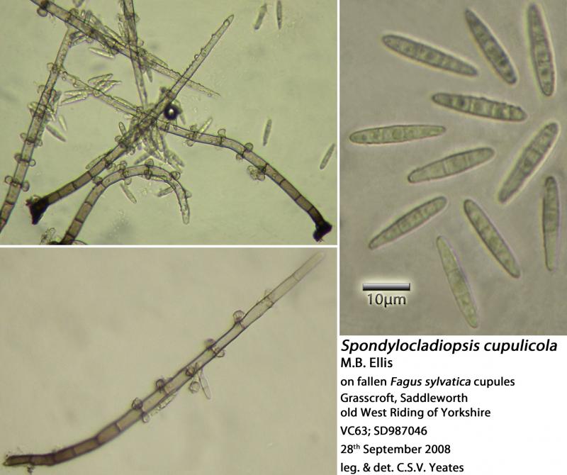 macrostoma
