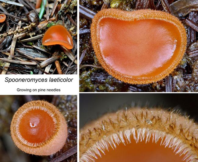 macrostoma