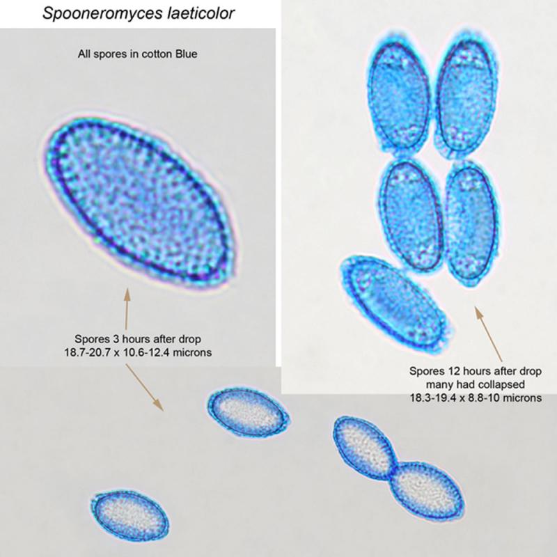 macrostoma