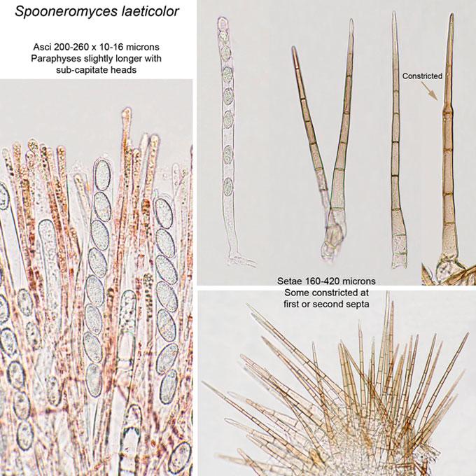 macrostoma