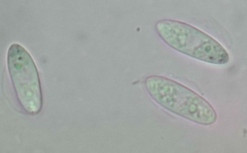 macrostoma
