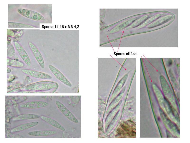 macrostoma
