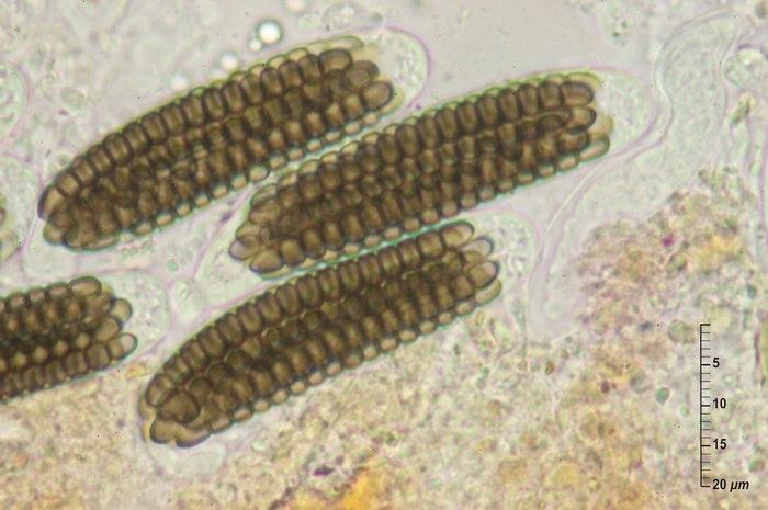 macrostoma