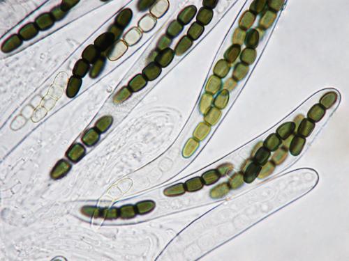macrostoma