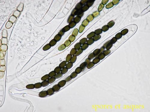 macrostoma