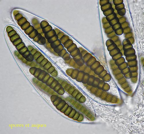 macrostoma