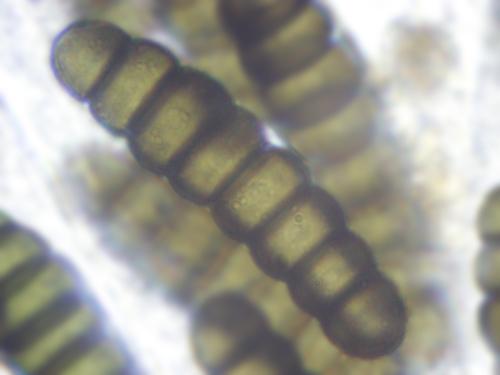 macrostoma