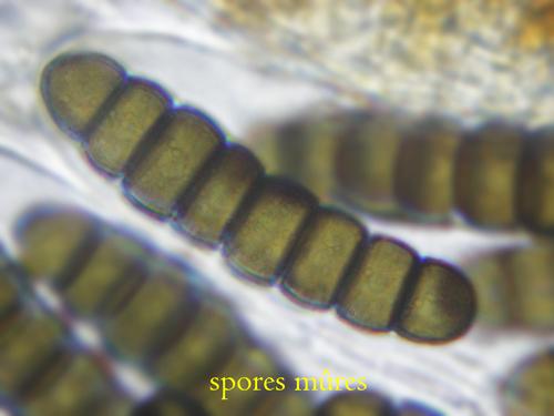 macrostoma