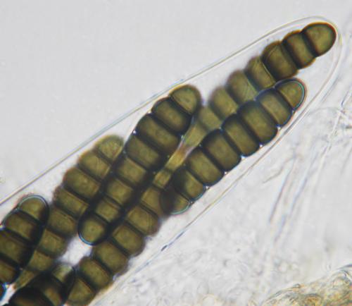 macrostoma