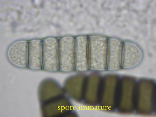 macrostoma