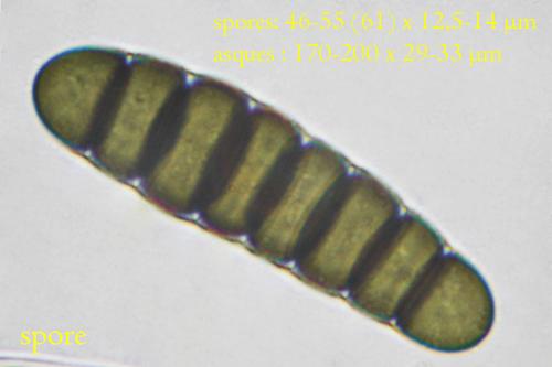 macrostoma