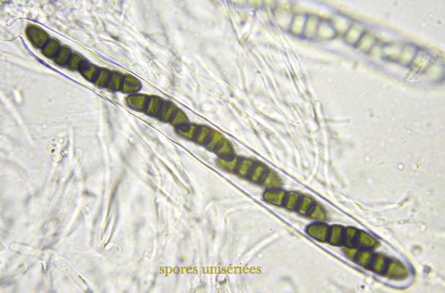 macrostoma