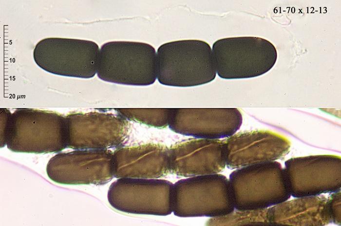 macrostoma