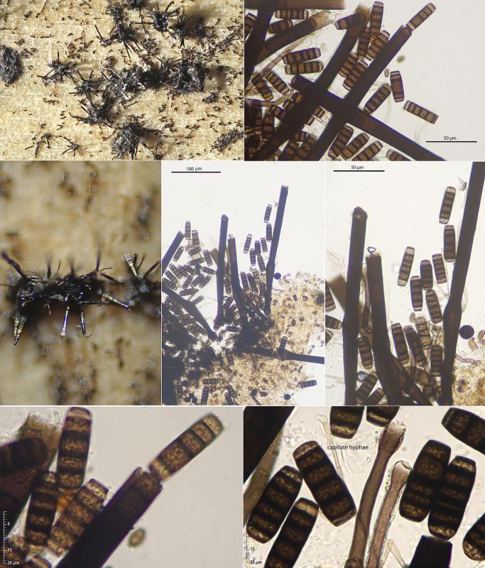 macrostoma