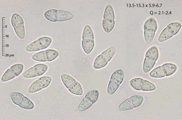 macrostoma