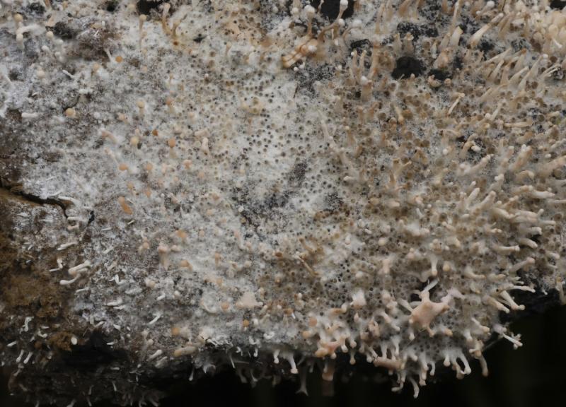 macrostoma