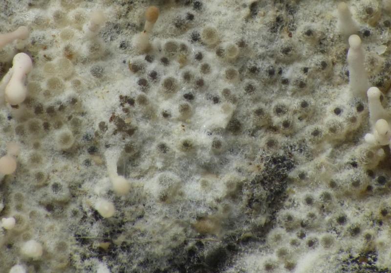macrostoma