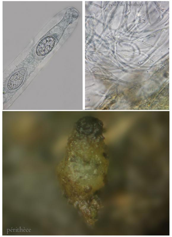 macrostoma